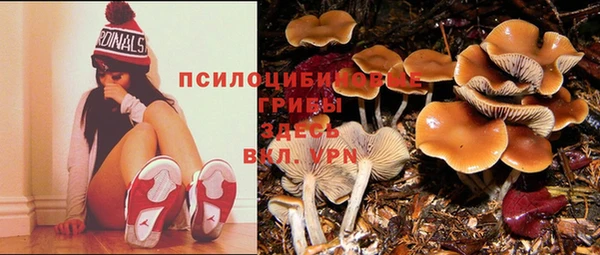 PSILOCYBIN Абинск